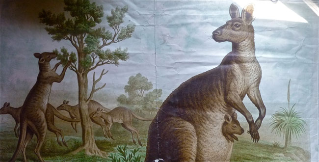 Durchfahrtsschule Kangeroo