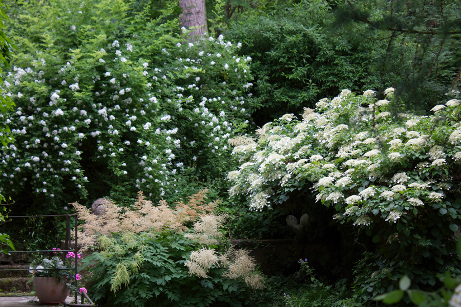 kh_garten_gaestehaus_hortensie
